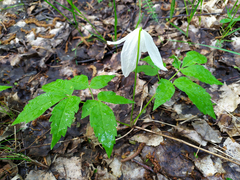 Clematis alpina sibirica