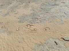 Giraffa camelopardalis