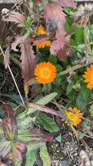 Calendula officinalis