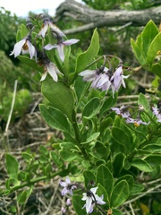 Solanum africanum