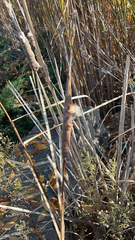 Typha