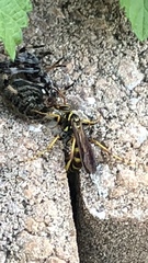 Poecilopompilus interruptus