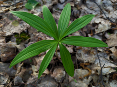Lilium martagon pilosiusculum