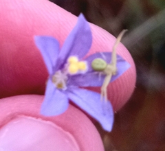 Wahlenbergia marginata