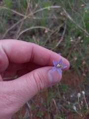 Wahlenbergia marginata