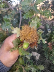 Andricus caputmedusae