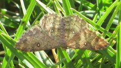 Cyclophora nanaria