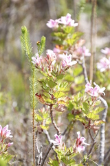 Pelargonium cucullatum strigifolium