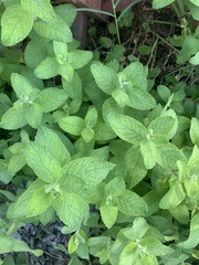 Mentha
