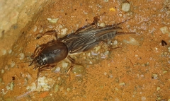 Gryllotalpinae