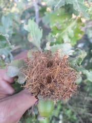 Andricus caputmedusae