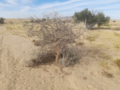 Commiphora