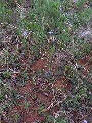 Wahlenbergia marginata