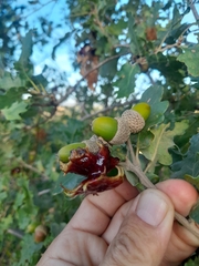 Andricus dentimitratus