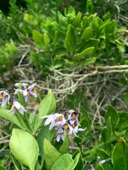 Solanum africanum