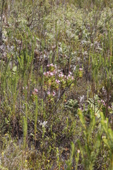 Pelargonium cucullatum strigifolium