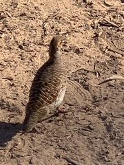 Ortygornis pondicerianus