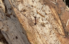 Myrmica