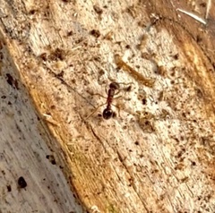 Myrmica