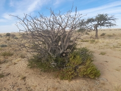 Commiphora