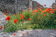 Papaver rhoeas