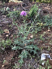 Cirsium texanum