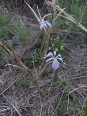 Moraea simulans