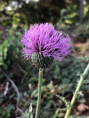 Cirsium texanum