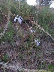 Moraea simulans