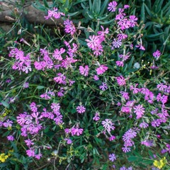 Silene colorata