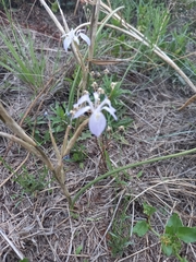 Moraea simulans