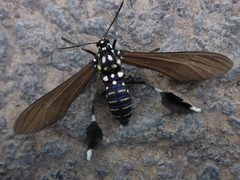 Horama plumipes