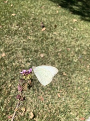 Ascia monuste monuste