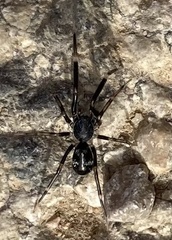 Liophrurillus flavitarsis