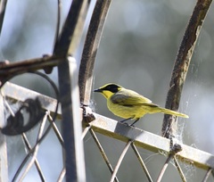 Lichenostomus melanops