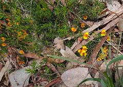 Dillwynia sericea