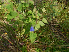 Salvia amarissima