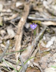 Thelymitra pauciflora
