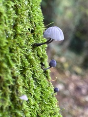 Mycena pseudocorticola