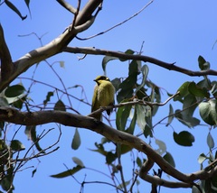 Lichenostomus melanops