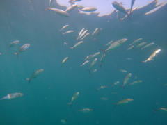 Caranx caballus