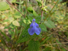 Salvia amarissima