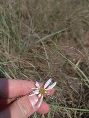 Dimorphotheca zeyheri