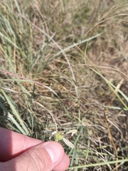 Dimorphotheca zeyheri