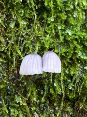 Mycena pseudocorticola
