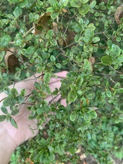 Rhododendron indicum