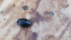Histeridae
