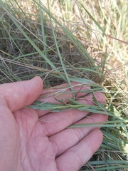 Dimorphotheca zeyheri