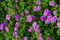 Lantana montevidensis
