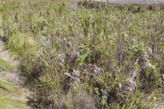 Pteridium aquilinum capense